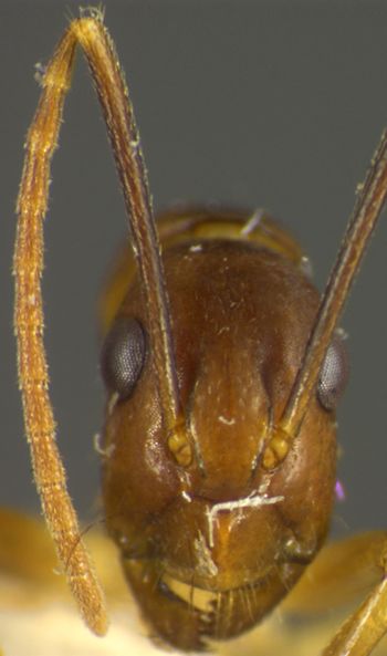 Media type: image;   Entomology 17011 Aspect: head frontal view
